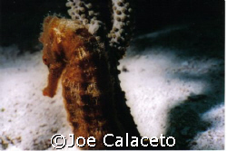 Sea Horse Cozumel by Joe Calaceto 